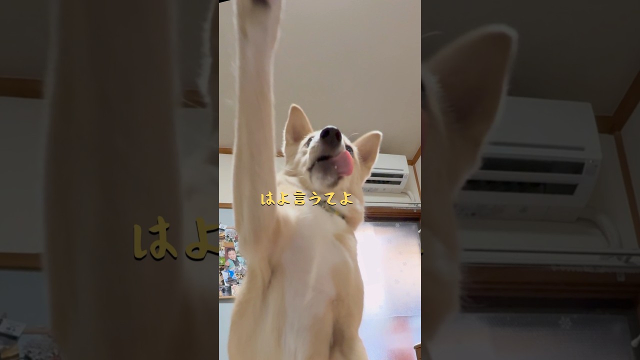 丸坊主からの全集中#お芋大好き#ただいまとおかえり#保護犬と暮らす