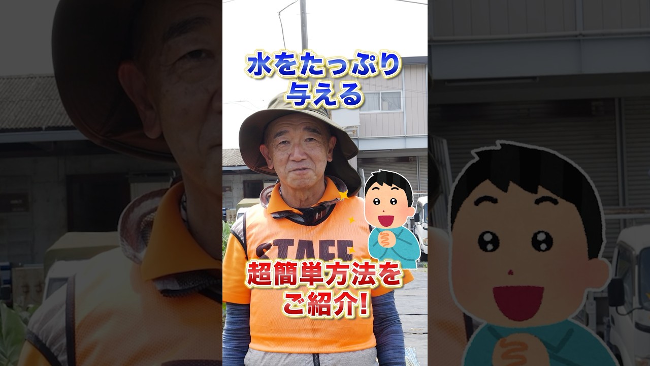家庭菜園や農園の夏野菜栽培で水やりのコツ！効率的に沢山与える超簡単な方法をご紹介！【農園ライフ】#shorts