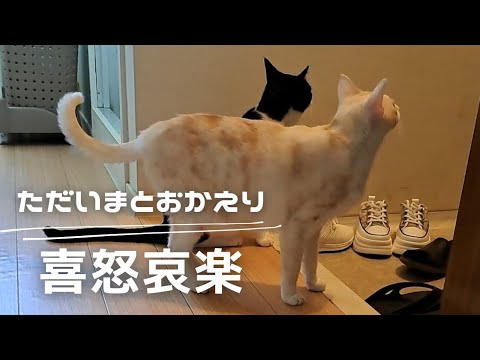 【ただいま】すぐ撫でたい甘えられたい主 vs【おかえり】それどころじゃない保護猫4兄妹
