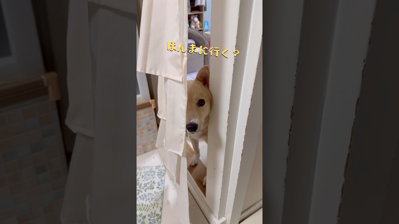 そばにいて欲しい犬#演技派#ただいまとおかえり#たまに出かけるお母さん#保護犬と暮らす