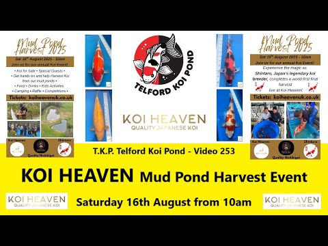 T.K.P. テルフォード鯉池 - ビデオ 253 - KOI HEAVEN 泥池収穫イベント 8 月 16 日（土） #koi #japan