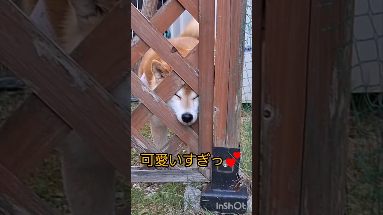 柴犬ポンちゃんと柴ねこコウタン　ただいま～⤴️　おかえり～⤴️