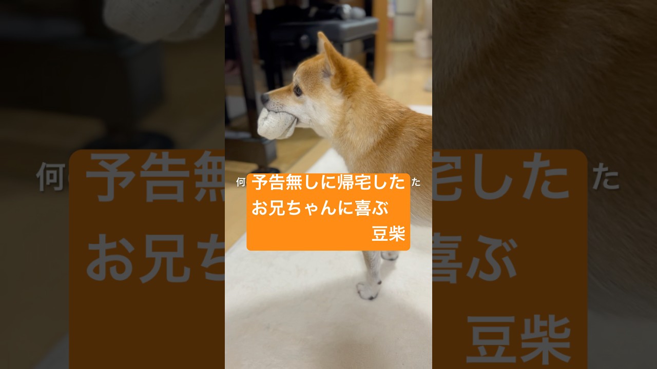 予告無しに帰宅したお兄ちゃんに喜ぶクルミ☺️☺️ #しばいぬ#まめしば#豆柴#shibainu#癒し#mameshiba#犬#いぬ#dog#豆柴クルミ#クルミ#shorts#しば