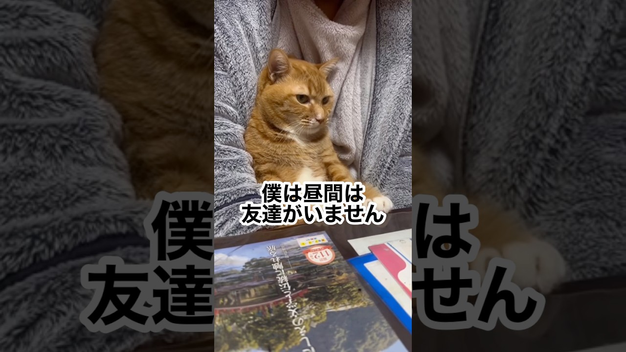 もう1匹ネコを飼うか迷う…家族会議中🐱 #ぬこ #ねこ #shorts