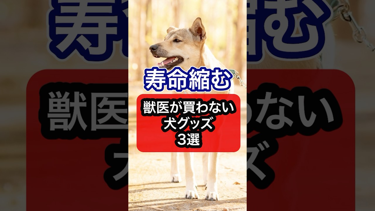 【知らないと危険】獣医師が買わない犬グッズ3選