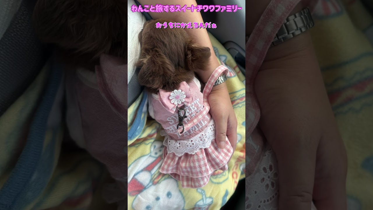 ただいま〜チョコちゃんショコラになって帰って来たよ💕#チワワ #可愛い #犬のいる生活 #癒し #かわいい #おかえり