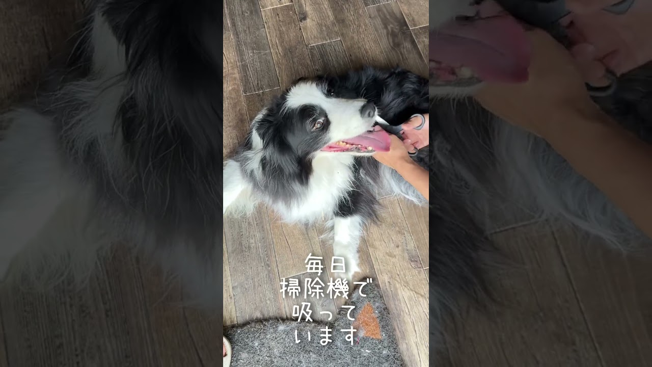 ボーダーコリー実は飼いにくい理由３選！ #しろくろコリー #大型犬 #大型犬のいる生活 #犬のいる生活 #可愛い #癒し #チワワ #愛犬 #ボーダーコリーのまろ #ボーダーコリー #犬