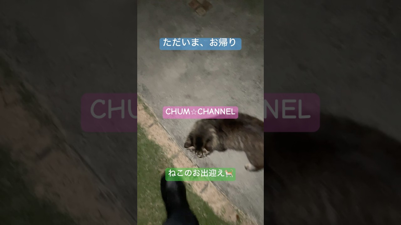 【ねこ】ただいま、お帰り#猫動画 #ネコ #cat #ただいま #おかえり #shorts#キジトラ #外猫