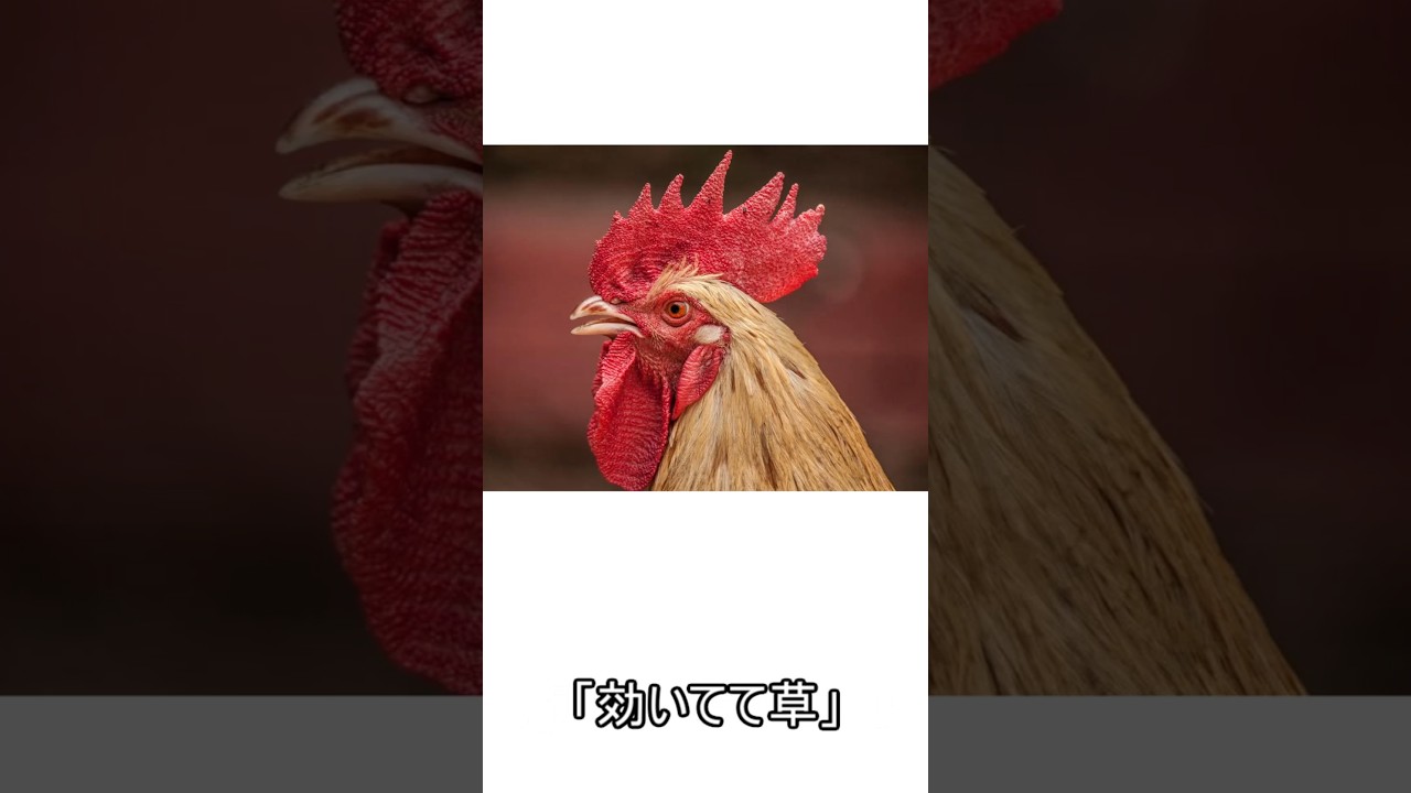 五十音アニメ紹介「け」(喧嘩独学)#shorts#アニメ #紹介 #喧嘩独学