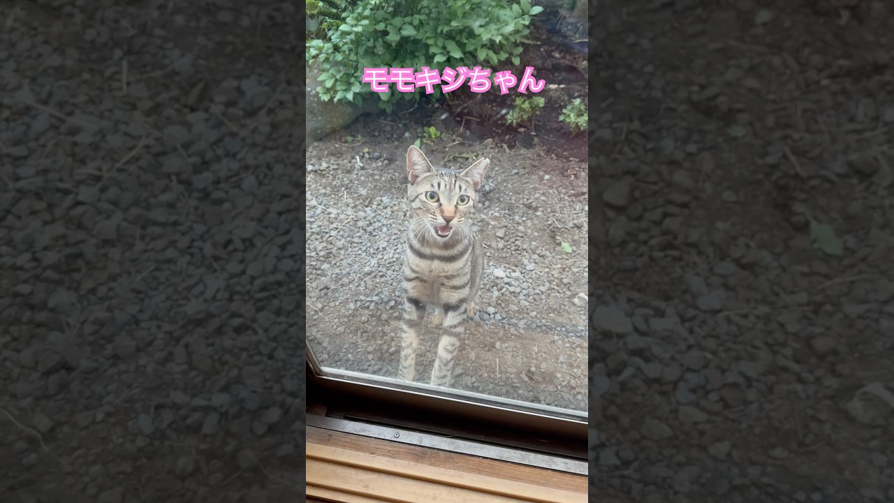 ネコと子ネコとおじさん　モモキジちゃんのただいま〜‼️ #shorts #cat #モモキジちゃん #猫のいる暮らし