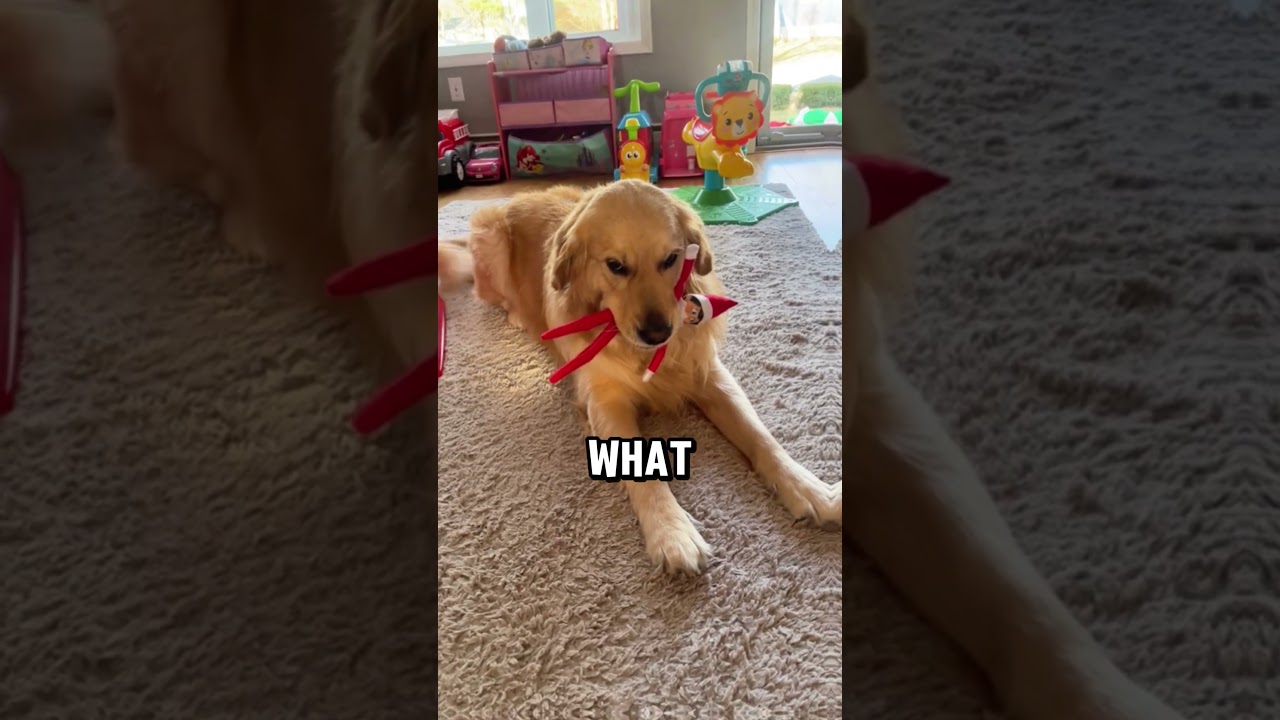 You're a MONSTER DOG FUNNY 🤣 (@sam.anthasworld)