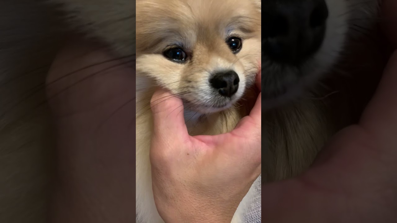 ただいまマフィン🏠