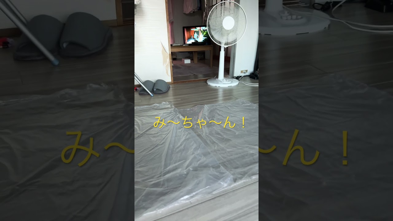 ただいま😃お留守番ありがと😃