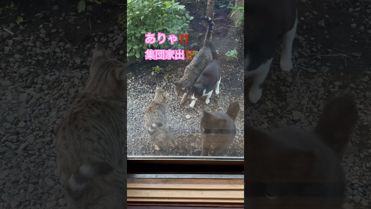 ネコと子ネコとおじさん　ニャンズ集合家出からのただいま〜　#shorts #cat #猫のいる暮らし #ママニャン #クロネコニャー