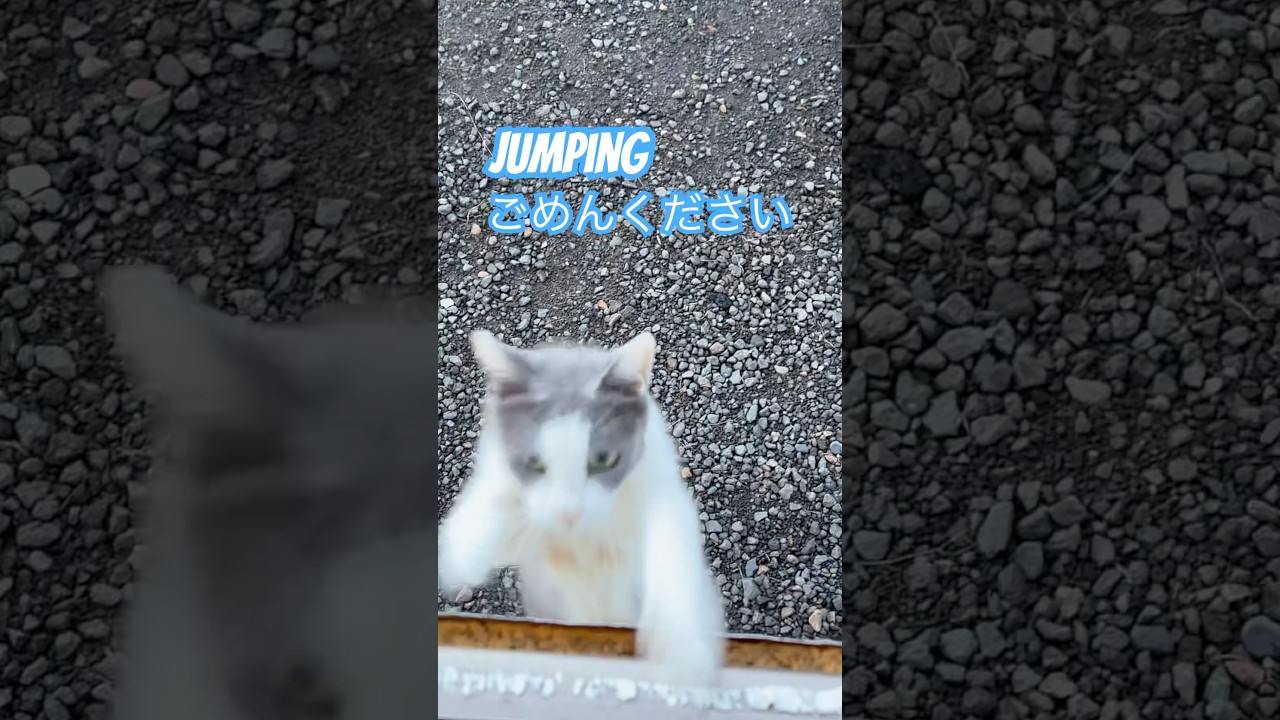 ネコと子ネコとおじさん　毛玉ニャンコのjumpingごめんくださ〜い　#shorts #cat #猫のいる暮らし #毛玉ニャンコ