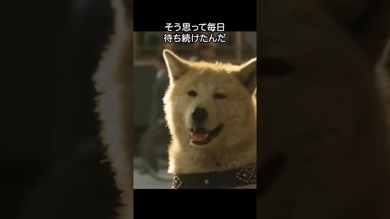 忠犬ハチ公の誕生秘話#犬＃ペット#ハチ公#hachi#渋谷