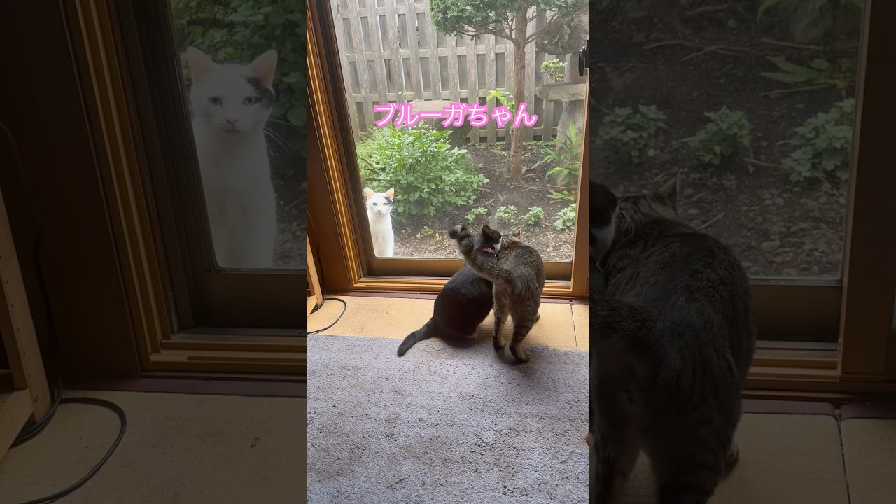 ネコと子ネコとおじさん　ブルーガちゃんのただいま〜‼️ #shorts #cat #ブルーガ #猫のいる暮らし #ママニャン