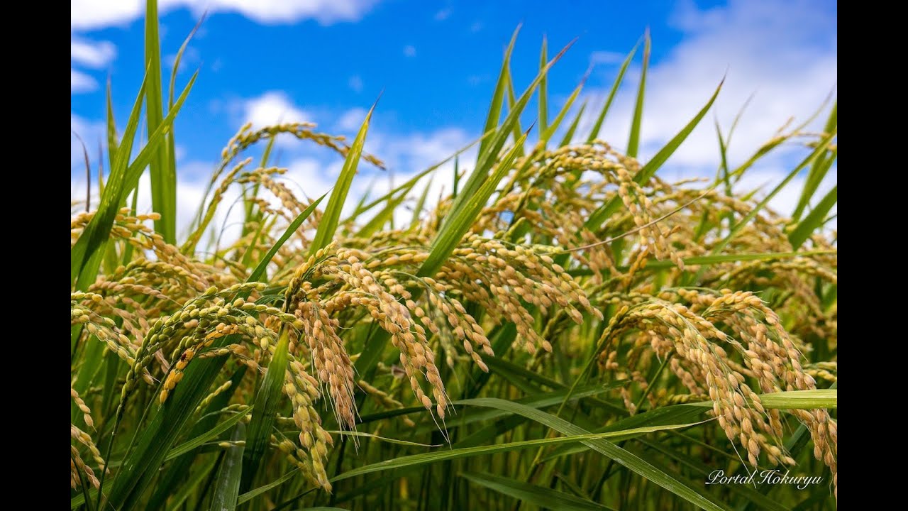 米不足は俺に任せろ【天穂のサクナヒメ】