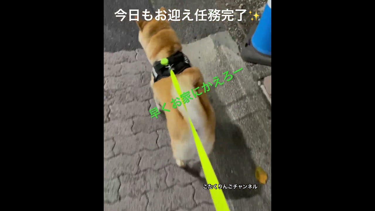 大好きなパパをお迎えに行ったよ🐾  おかえりなさい、パパ✨#柴犬 #お迎え犬  #柴犬のいる暮らし  #柴犬こたく #赤柴  #shiba #short