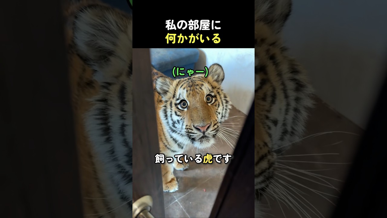 私の部屋に何かがいる #動物 #虎