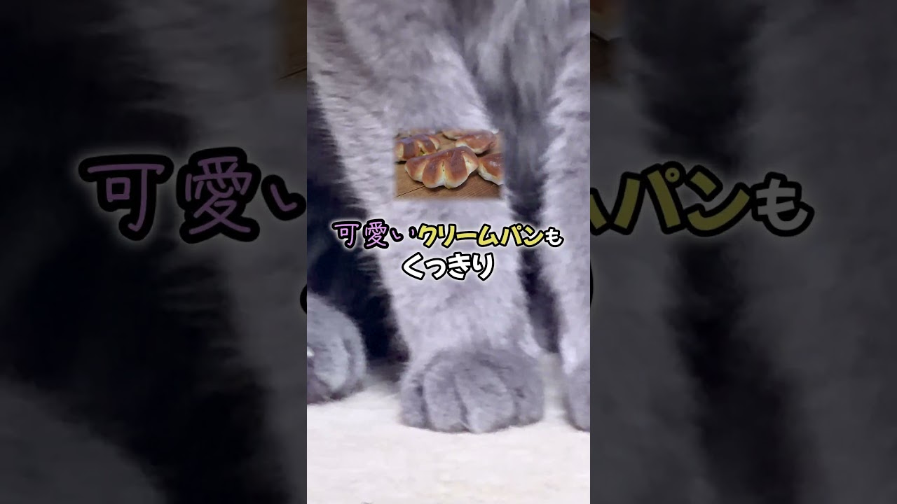 iPhone17PRoを買ったので猫を撮影してみた!