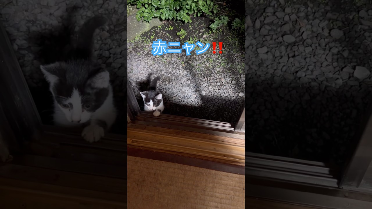 ネコと子ネコとおじさん　happyは突然に保護して59日目初めての家出から帰宅する赤ニャン　#shorts #猫のいる暮らし #cat #赤ニャン