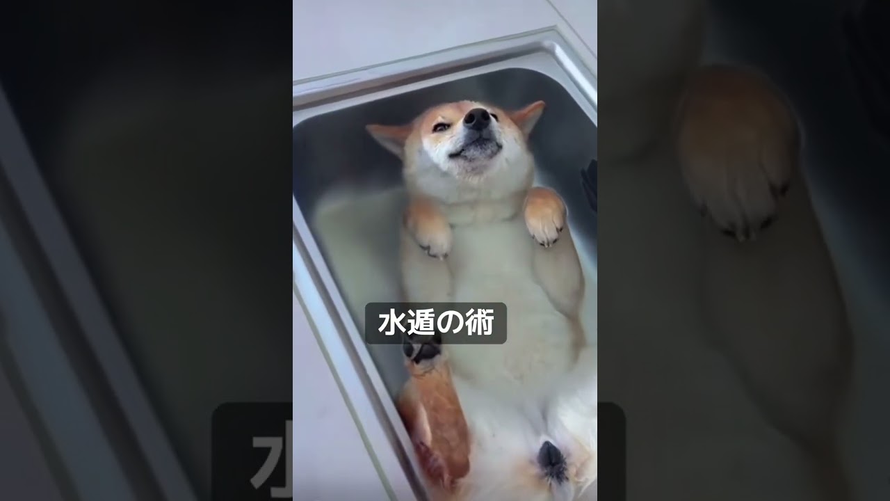 水遁の術に閉じ込められた犬#shorts