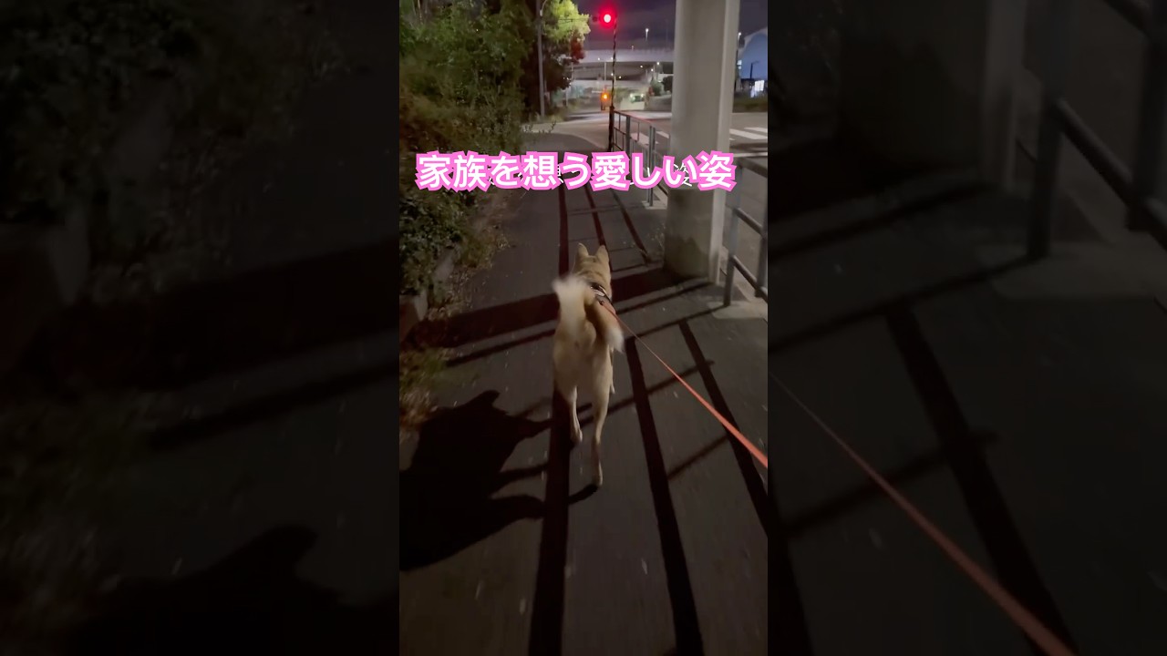 家族を想う犬#お父さんを待つ#ただいまとおかえり#待ち遠しい#保護犬と暮らす#家族愛
