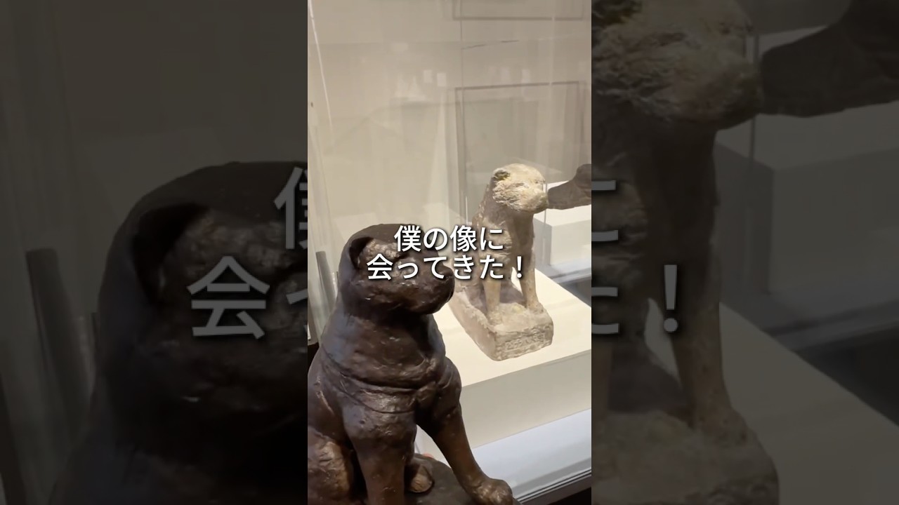 夏休みはハチ公像を見に行こう！松涛美術館で期間限定の展覧会が開催！#ハチ #ハチ公 #安藤照 #渋谷区松濤美術館 #渋谷区 #渋谷 #hachi #hachiko #teruando #shibuya