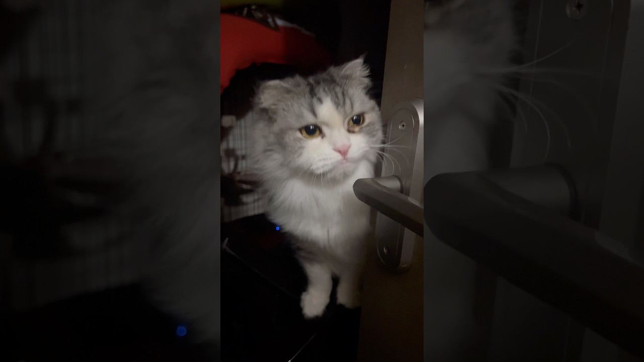 #ただいま #スコティッシュフォールド #おうちゃん