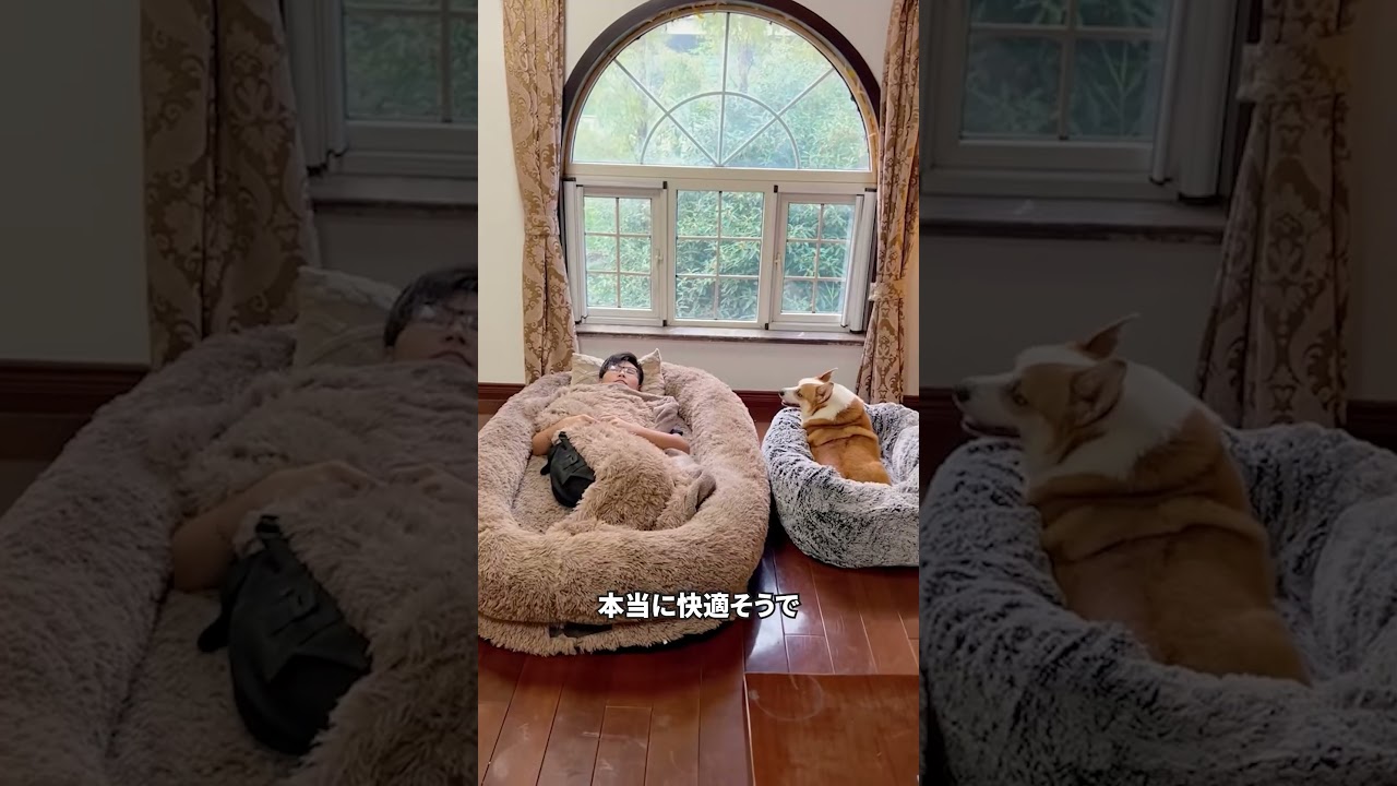 ワンちゃんと一緒に寝れるベッド