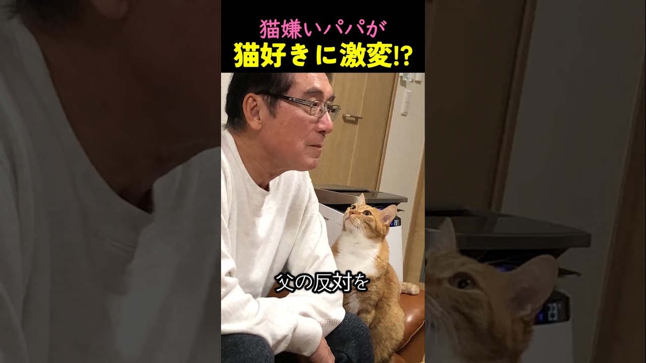 ❤️1900万❤️猫嫌いパパが猫好きに激変した瞬間