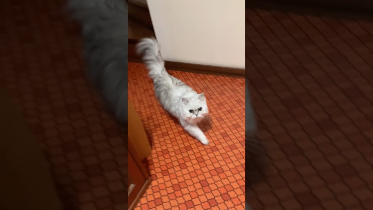 ただいま　おかえり　シロン　チンチラシルバー