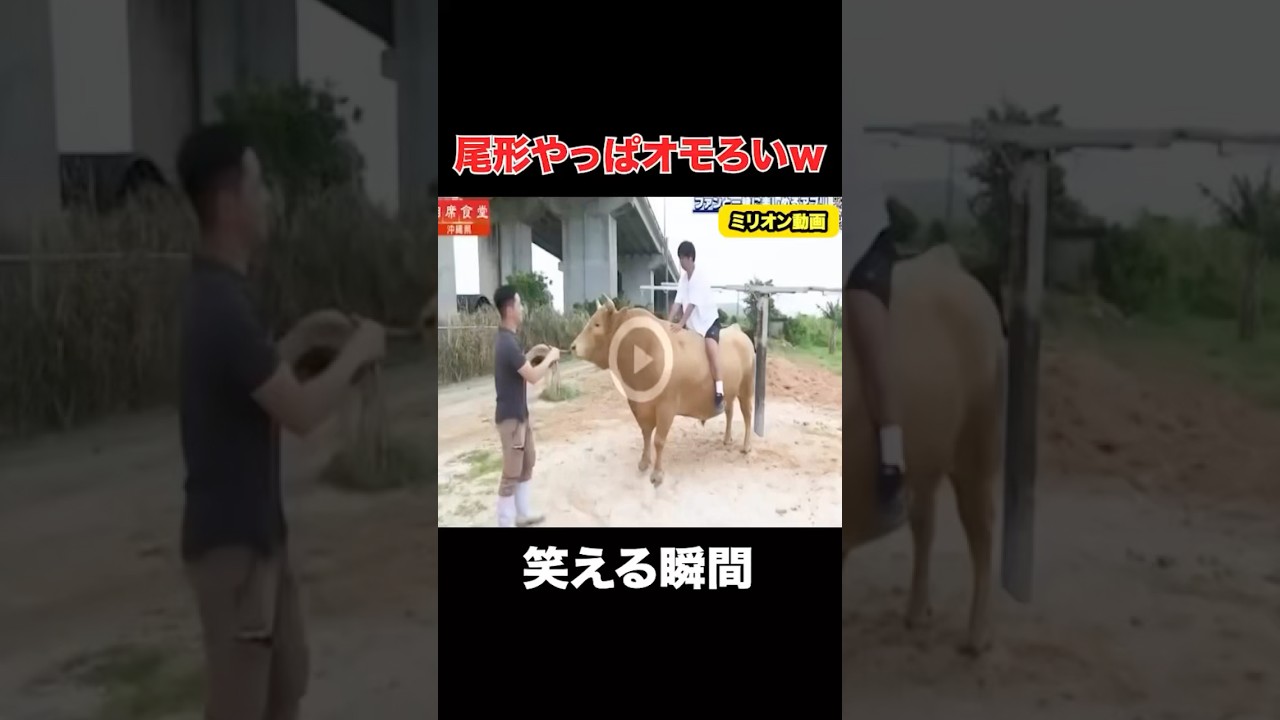 パンサーの尾形が天才だと分かる瞬間#おもしろ #相席食堂 #shorts