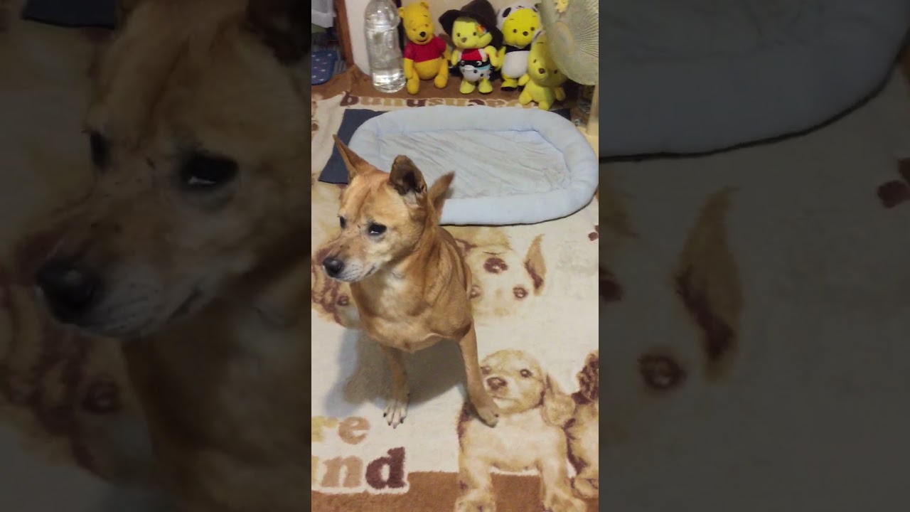 0251015心深さんMOV、ただいま、おかえり編 #cocoちゃん