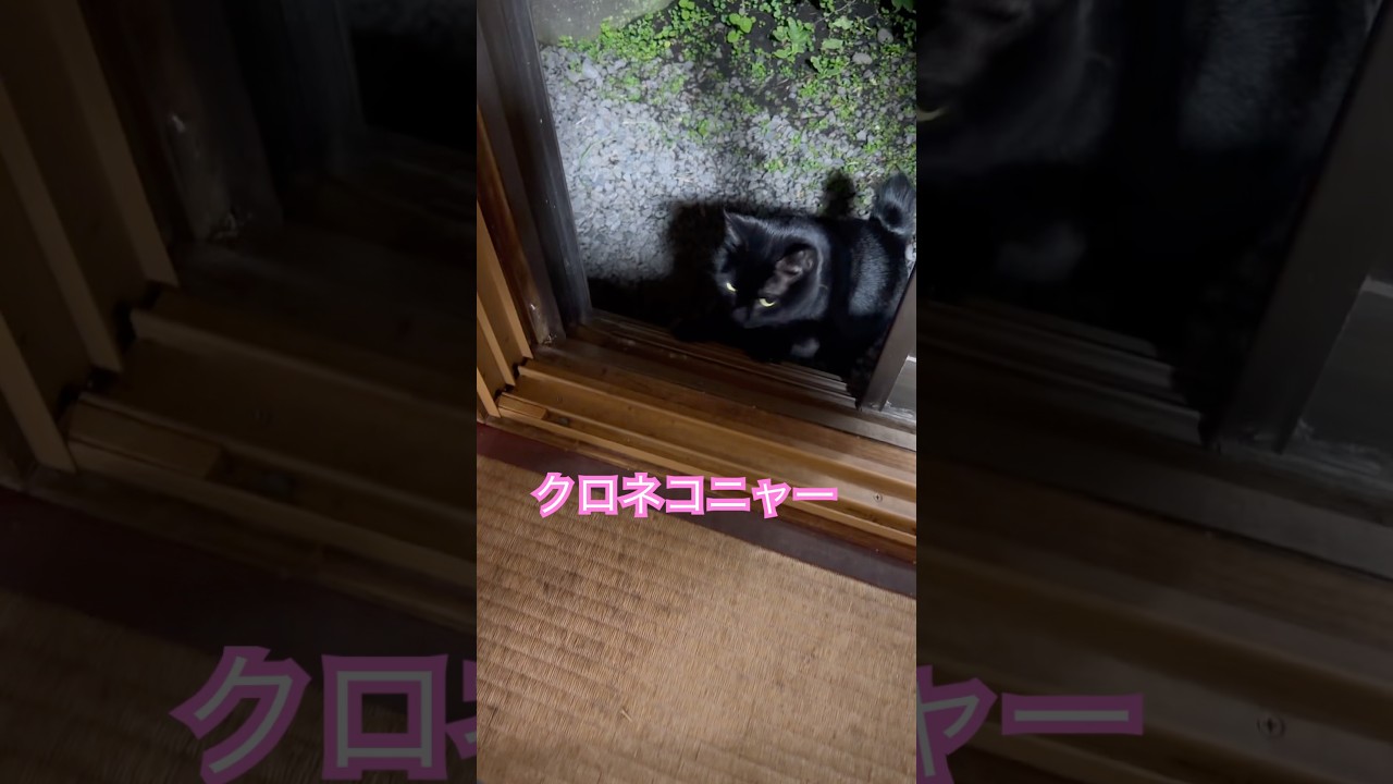 ネコと子ネコとおじさん　朝4時のただいま〜‼️クロネコニャー　#shorts #cat #猫のいる暮らし #クロネコニャー