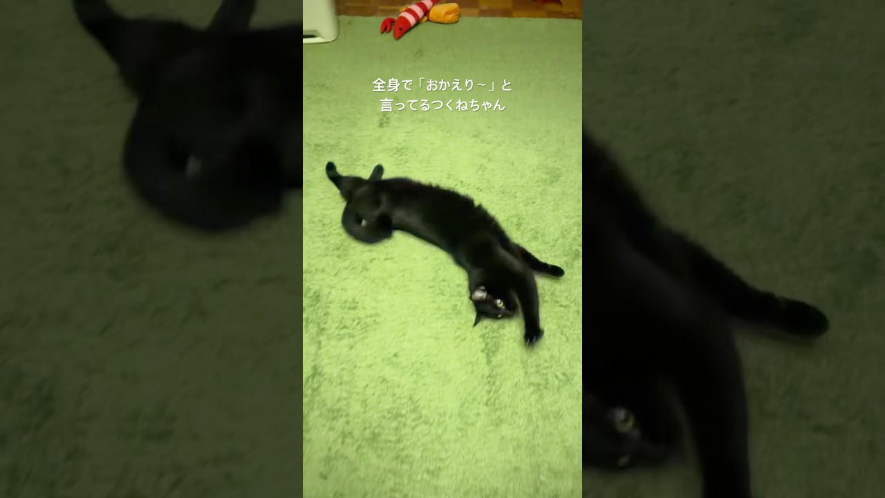 全身で「おかえり〜」と出迎えてくれるつくねちゃん。 #猫 #黒猫