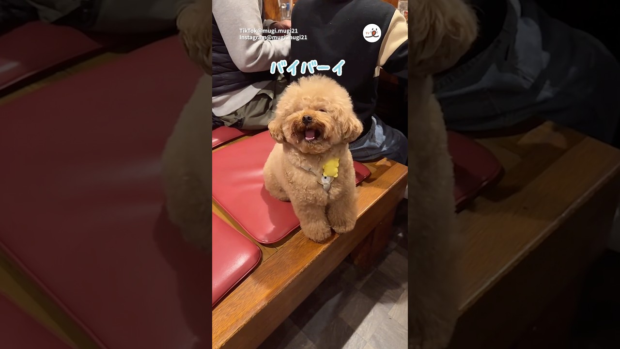 I love youを習得したワンコ｜PECO #トイプードル #犬 #愛犬家 #トイプードルのいる暮らし #toypoodle #dog #doglover #poodlelife