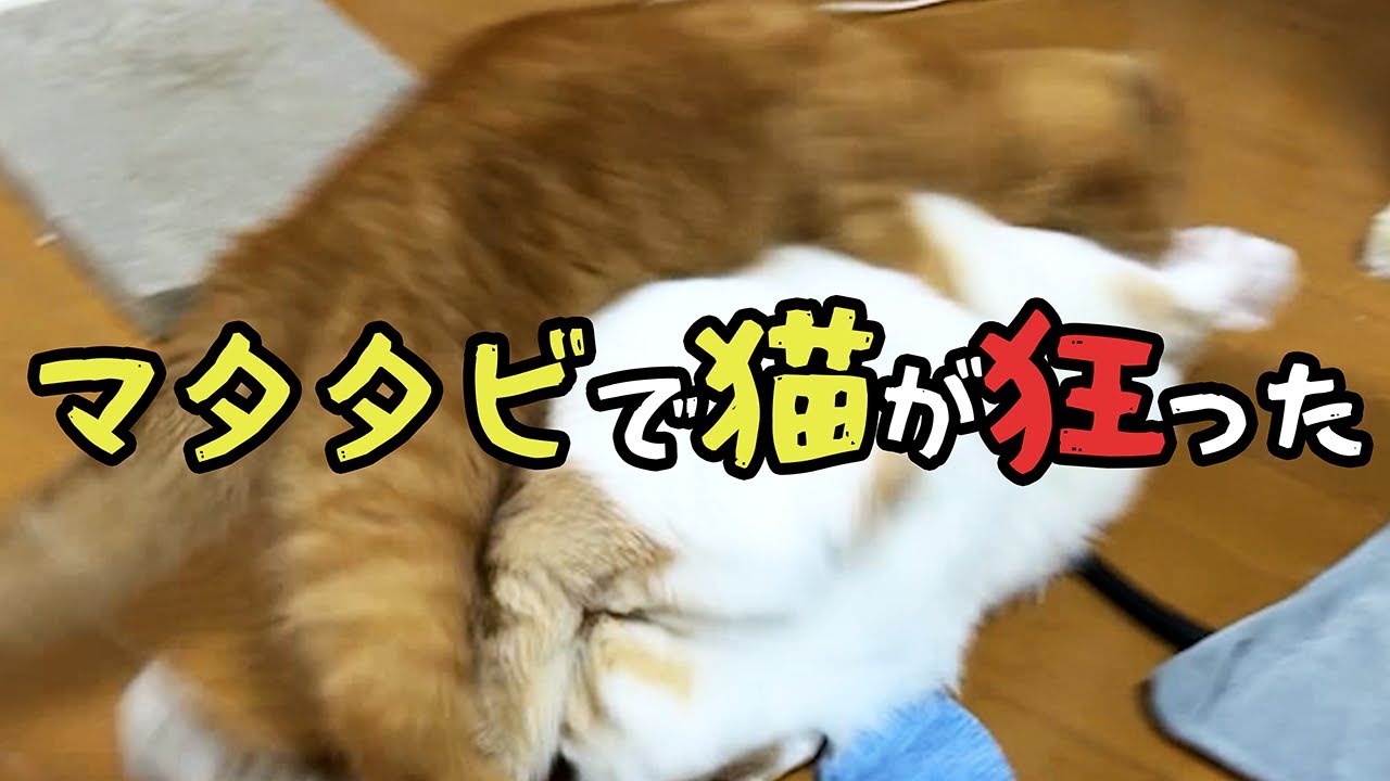 マタタビで猫が狂った