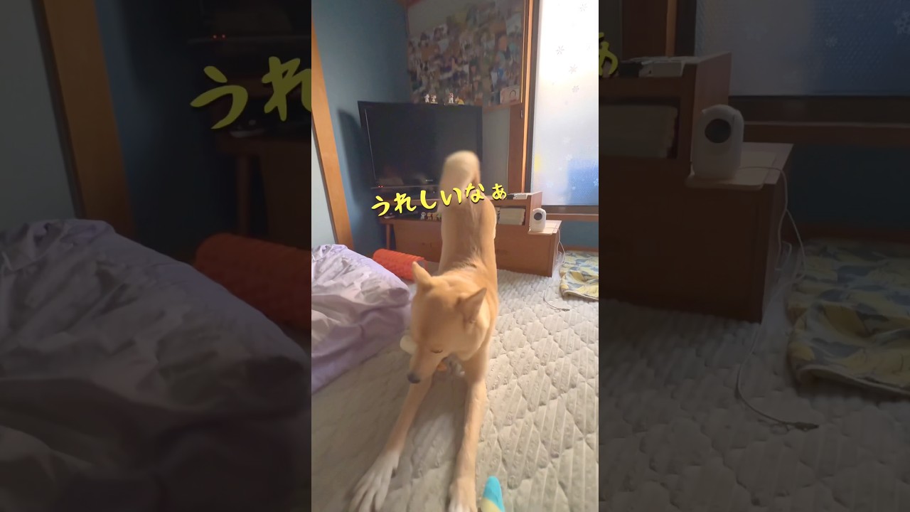 欲張りなお出迎え#ただいまとおかえり#気持ちのコントロールに必要なもの#保護犬と暮らす