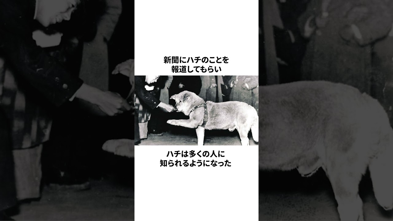 10年間飼い主を待ち続けたハチ公#雑学 #shorts