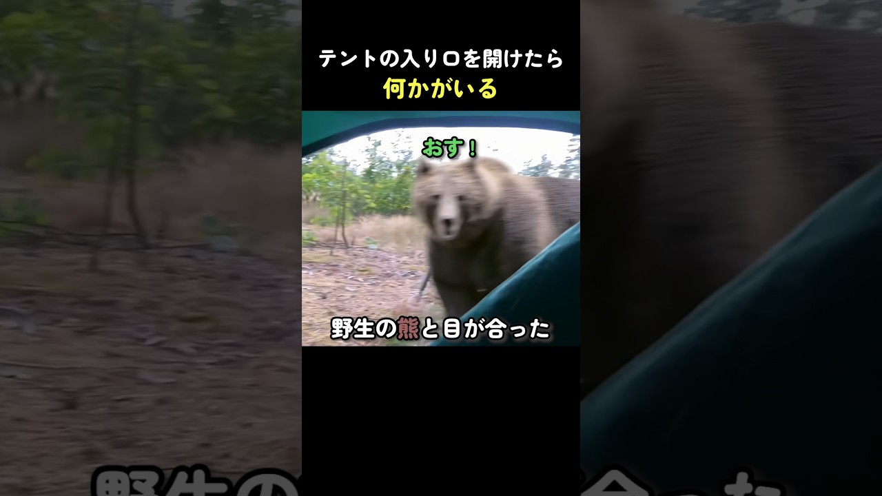 テントの入り口を開けたら、何かがいる