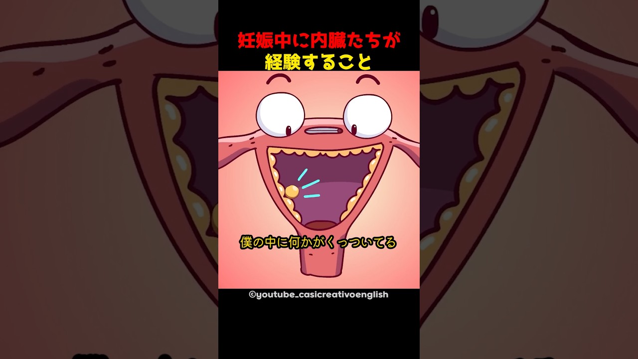 妊娠中に内臓たちが経験すること