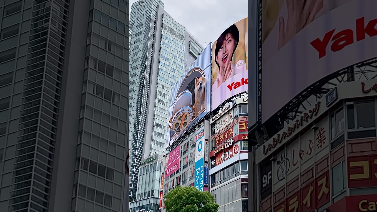 3D ハチ公、渋谷、東京 3D Hachiko dog, Shibuya, Tokyo  #hachiko #shibuya #tokyo #3d #3danimation #ハチ公 #渋谷 #東京