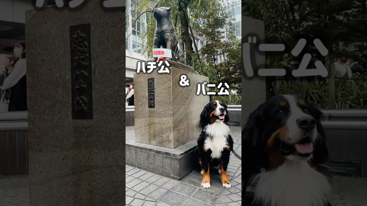 渋谷で夢の共演！忠犬ハチ公と並んだバーニーズ🐾