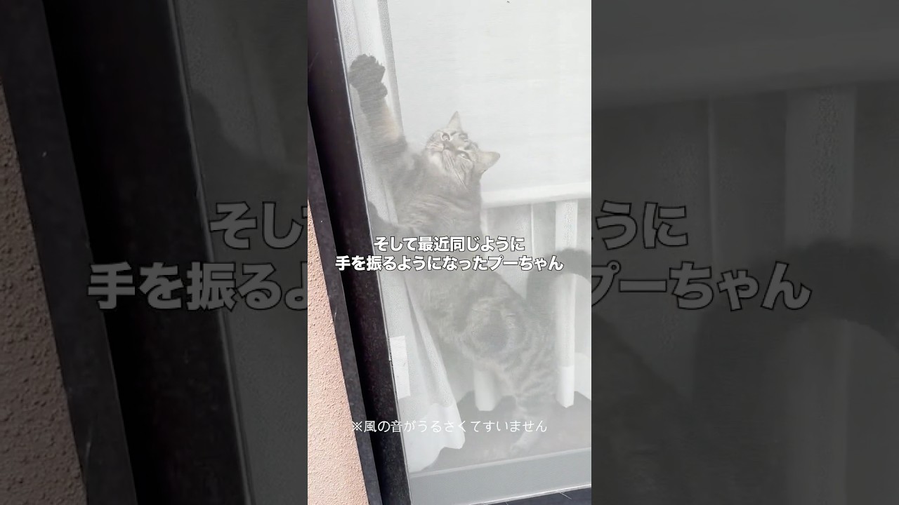 【手を振るスキルを手に入れた猫】ただいま〜お帰り〜#cat #ねこ #スコ #手を振る猫＃ただいま＃おかえり #猫好きさんと繋がりたい