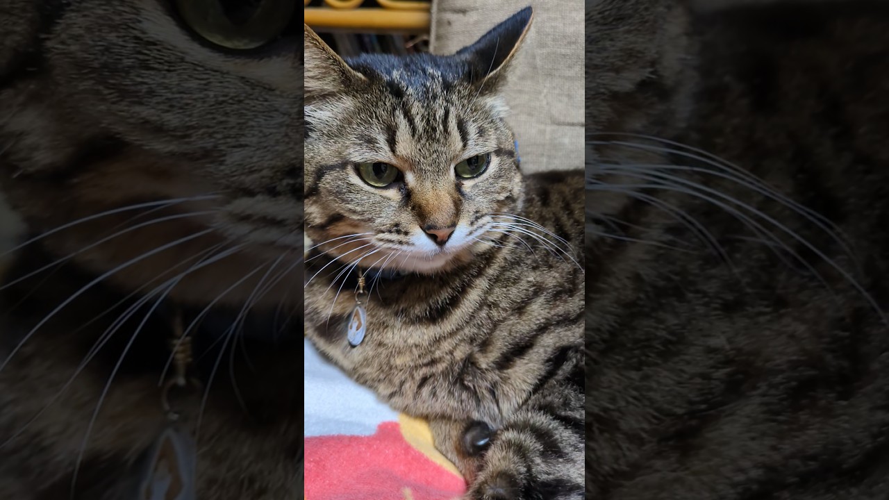 ただいまとおかえり、両方言ってるの #みーちゃん #ねこ