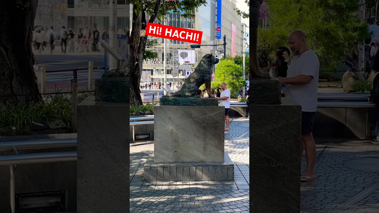 HI! HACHI! #shorts #japan #travel #shibuya #hachiko #ハチ公