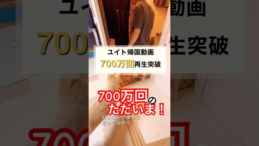 再会!ドイツ留学700万回再生#一時帰国#保護犬と暮らす#ドイツ#再会#ただいまとおかえり