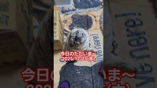 2025/12/25(木)のただいま～  #パグのいる生活#いぬのいる生活#パグ#pug#かいかい#かわいい#ただいま#おかえり#おでむかえ